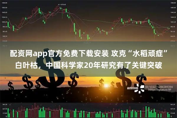 配资网app官方免费下载安装 攻克“水稻顽症”白叶枯，中国科学家20年研究有了关键突破